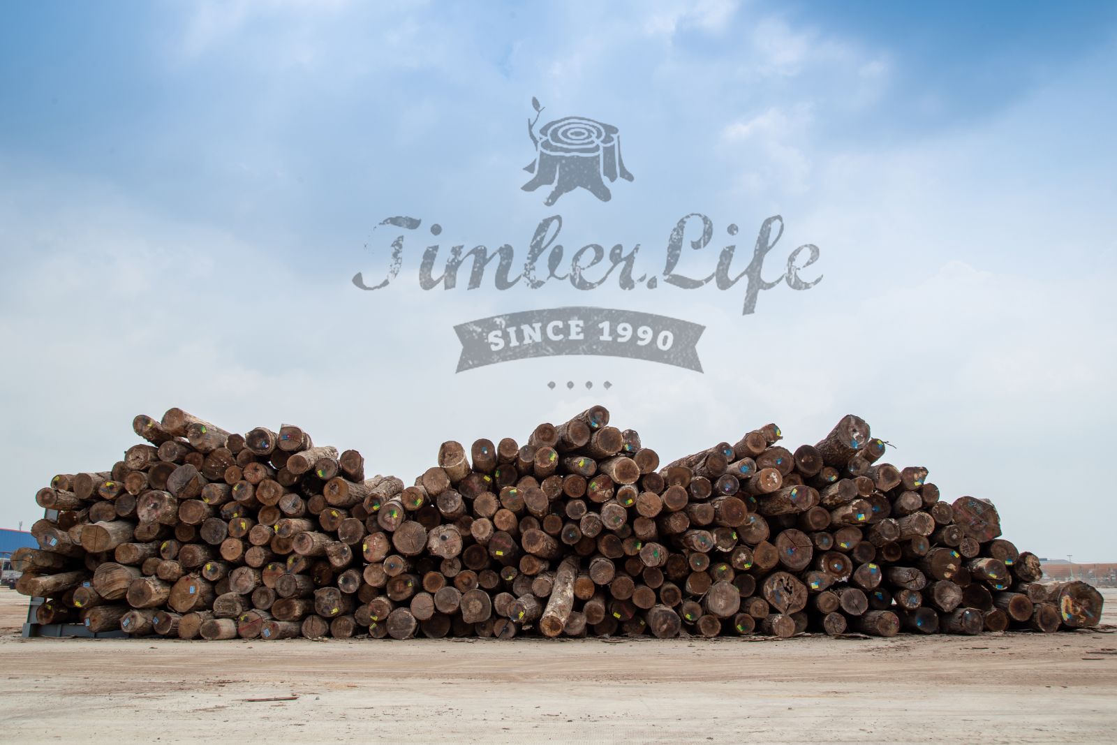 gỗ tại Timber Life đạt chứng chỉ của hội đồng