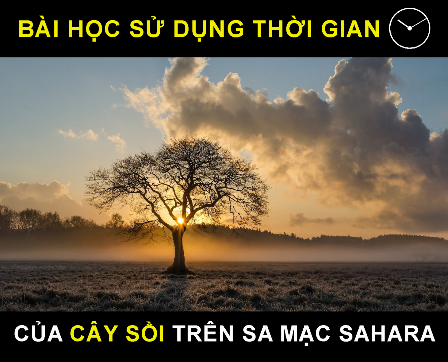 câu chuyện cây sồi trên sa mạc Sahara