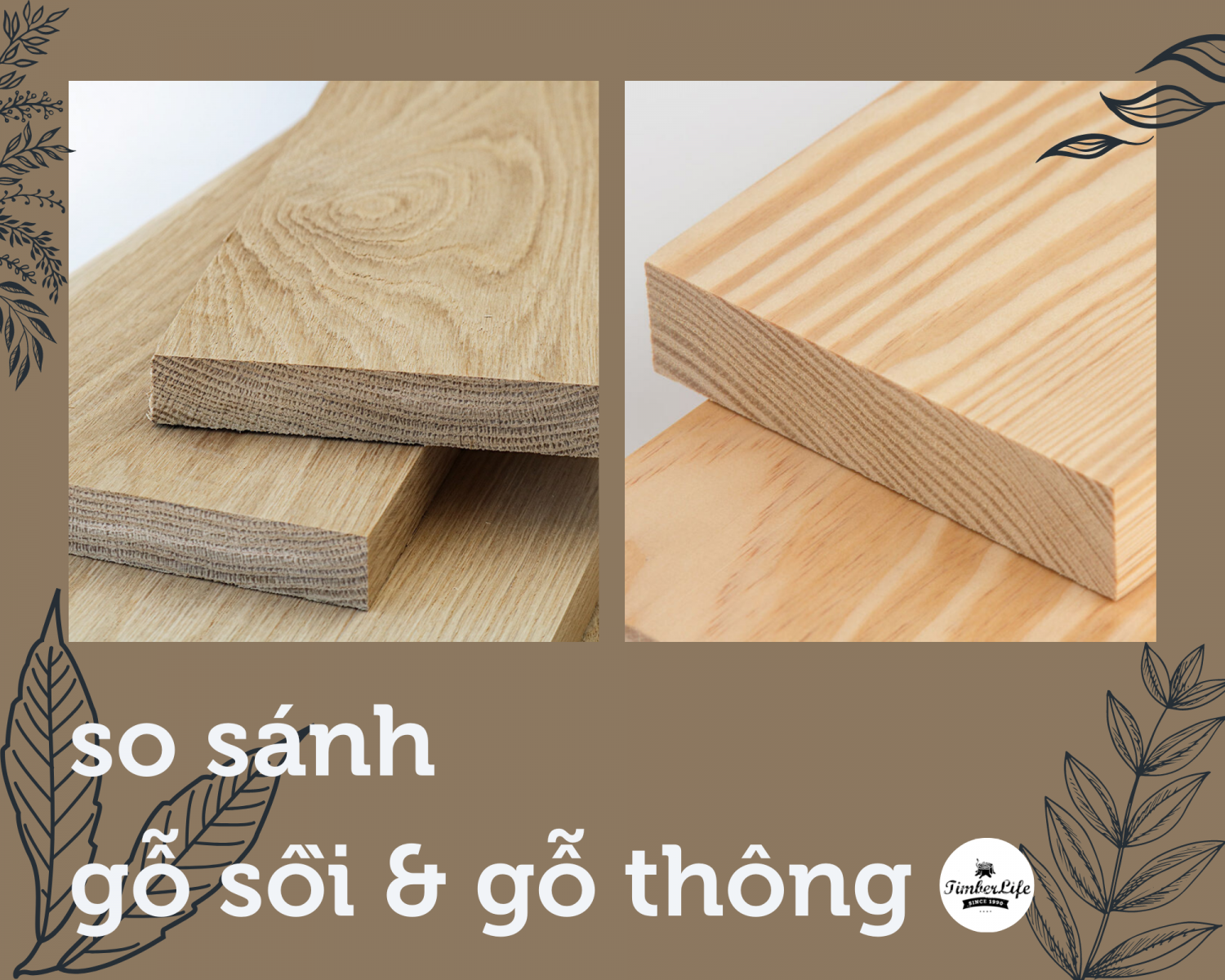 so sánh gỗ sồi và gỗ thông