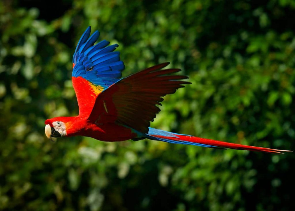 Vẹt đuôi dài Macaw Nam Mỹ